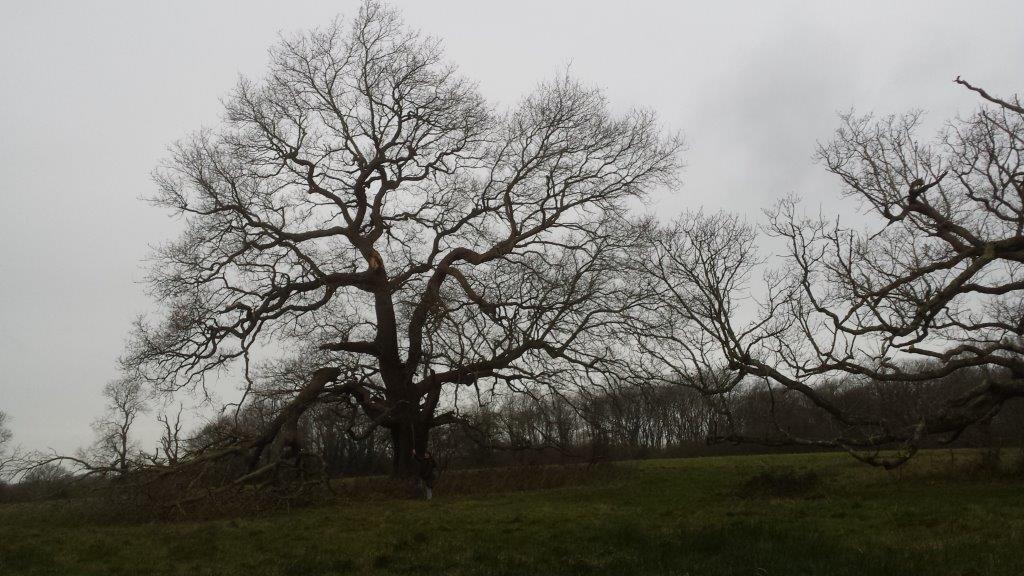 wintry oak broad green binsted